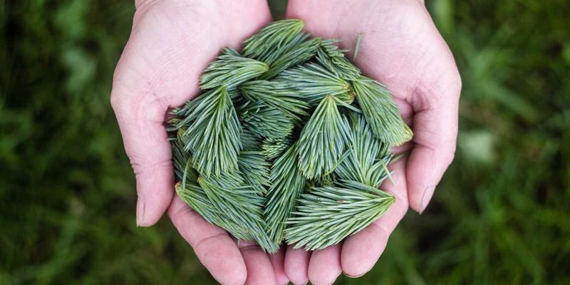 从后院到茶杯：在德州自家种植药用香草打造有机健康生活