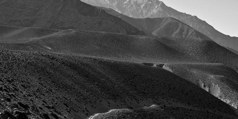 天然草本疗法：探索有机荨麻与蜂斗菜对季节性过敏的抗组胺作用