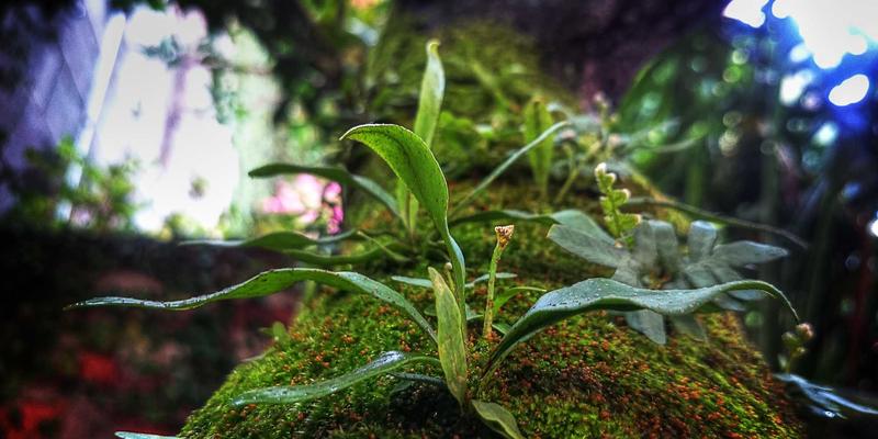 德克萨斯草本精华：支持肝脏解毒与代谢的顶级herbal remedies深度解析