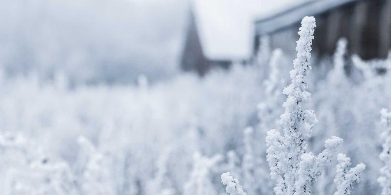 德州草本智慧：黑升麻与红三叶草如何自然缓解更年期潮热与情绪波动