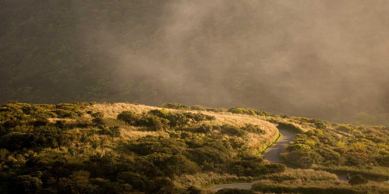 探索德克萨斯草本精华:从本地草药到健康花草茶的天然之旅