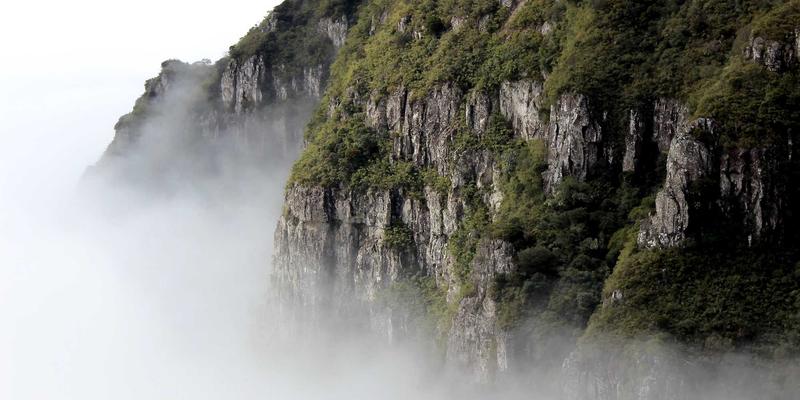 有机健康与天然补充剂：深入探讨流行草本产品的安全性与副作用