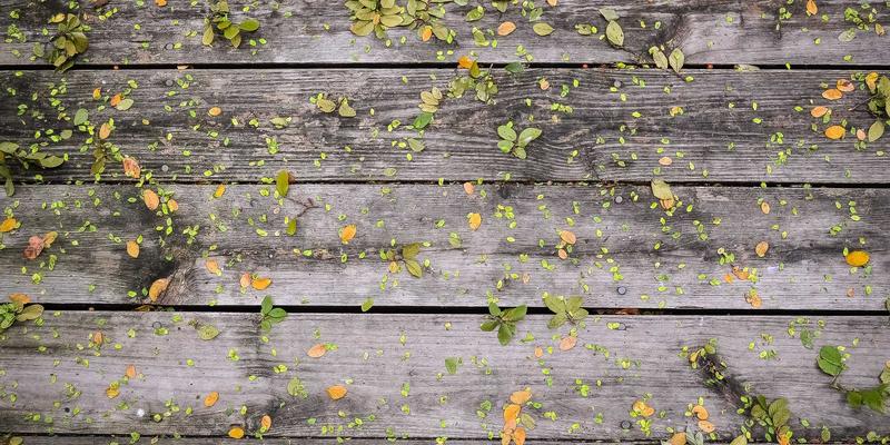 有机健康新选择：阿育吠陀草本疗法如何彻底改善消化系统健康