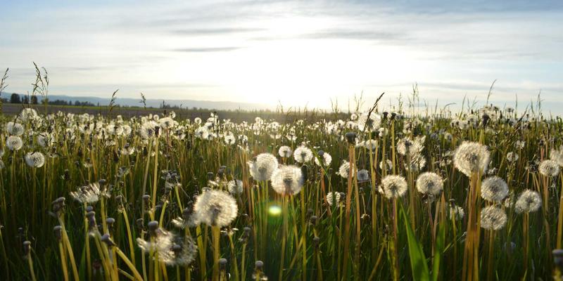 草本产品的智慧选择:自然补充剂与健康食品的实用指南