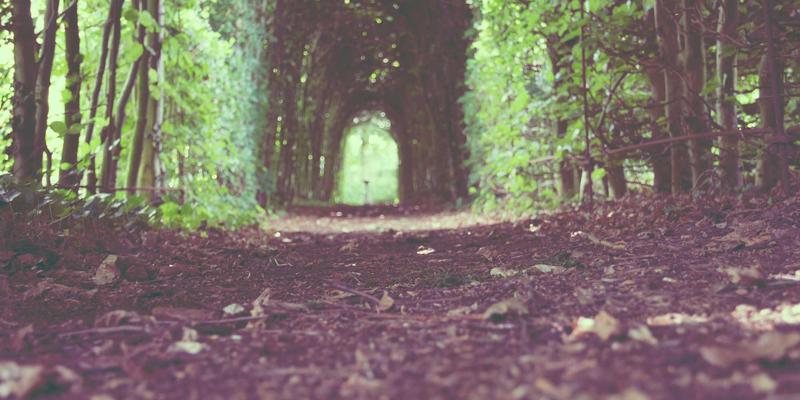 草本提取物在功能性食品中的应用：从实验室到餐桌的创新之路