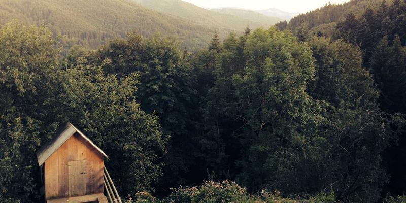 草本智慧缓解更年期：探索安全有效的植物性激素平衡疗法与健康食品